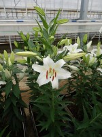 [5294 Castellani No01.JPG]